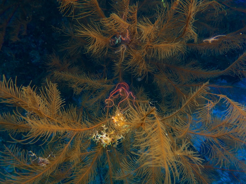 Brittle Starfish on Soft Coral IMG_5115.jpg